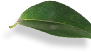 Самандбадраа - Уламжлалт эмнэлэг